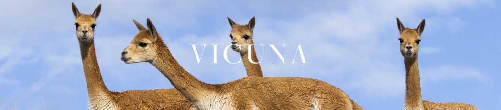 Yak & vicunaVicuna